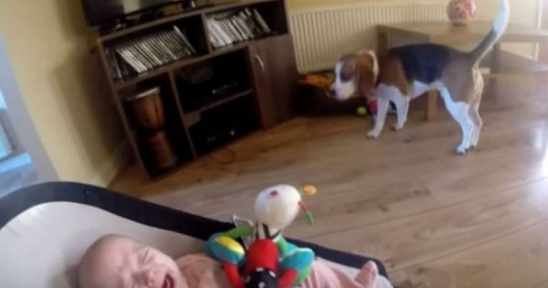 Το μωρό άρχισε να κλαίει, όταν ο σκύλος του πήρε τα παιχνίδια – Όμως επανορθώνει… [βίντεο]