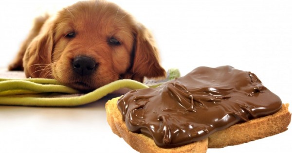 7 τοξικές τροφές για τους σκύλους σας (Εικόνες)