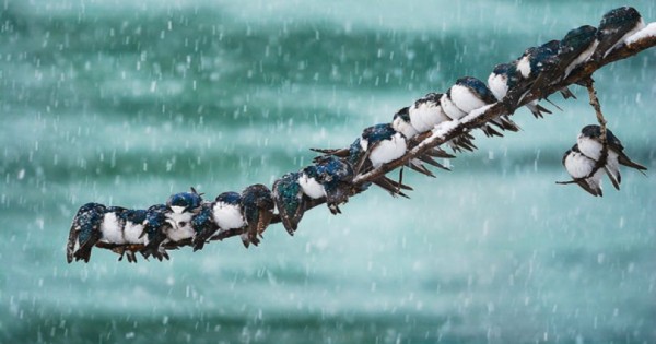 Ζώα ποζάρουν σε χειμωνιάτικα τοπία! (Εικόνες)