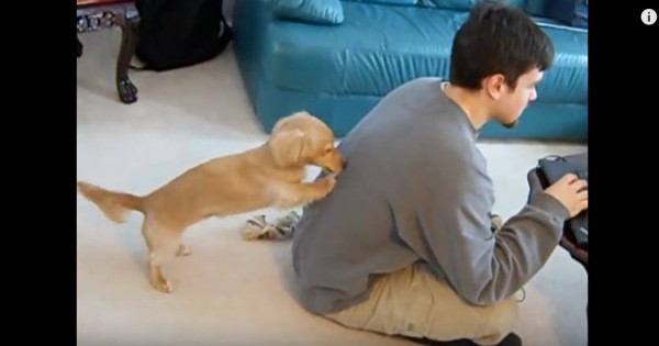 Δείτε τι κάνει αυτός ο σκύλος για να τραβήξει την προσοχή του αφεντικού του (Βίντεο)