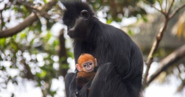 Το αξιολάτρευτο πορτοκαλί μαϊμουδάκι Nangua (φωτό & βίντεο)