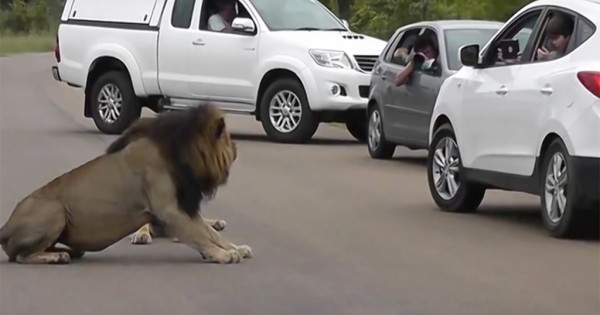 Λιοντάρι δείχνει σε τουρίστα, γιατί δεν πρέπει να βγαίνει από το αυτοκίνητό του. (Βίντεο)