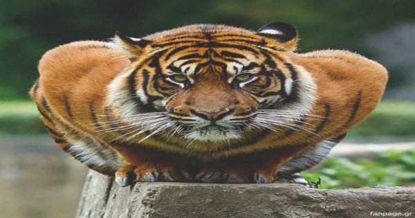 Απίστευτες εικόνες: Δείτε την πιο μεγάλη τίγρη του κόσμου…!