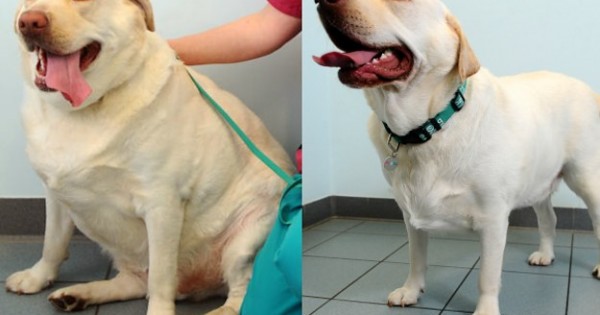 7 Περιπτώσεις Σκύλων, Πριν και Μετά τη Δίαιτα. Ο 4ος είναι Αγνώριστος! (Εικόνες)