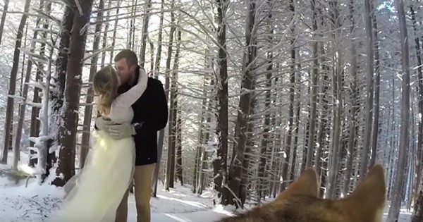 Χιονισμένος γάμος από την οπτική του σκύλου του ζευγαριού (Video)