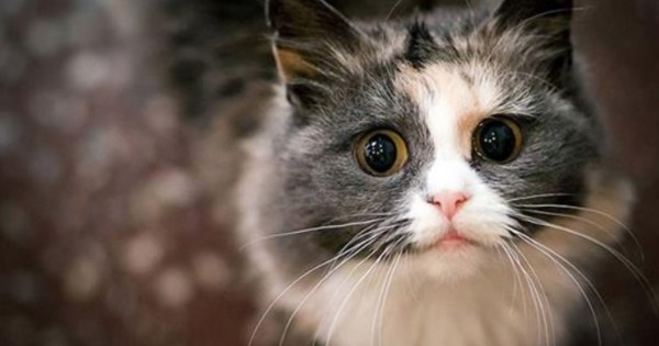 Γάτες υποδέχονται τους ιδιοκτήτες τους μετά από πολύ καιρό! (Βίντεο)