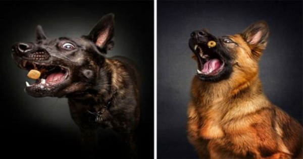 Αποτύπωσε την ξεκαρδιστική έκφραση πεινασμένων σκυλιών την ώρα του κεράσματος. (Εικόνες)