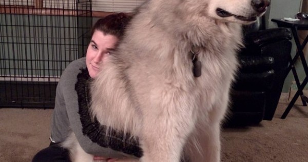 7 σκύλοι τόσο μεγάλοι που δε θα πιστεύετε ότι είναι αληθινοί! (Εικόνες)