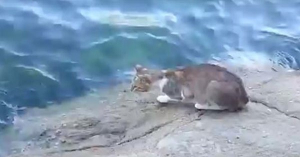 Γάτα ψαρεύει κατευθείαν από την θάλασσα! (Βίντεο)