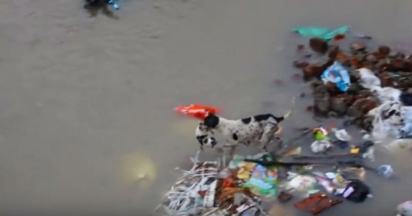 Σκυλίτσα σώζει τα κουτάβια της στις πλημμύρες της Ινδίας (Βίντεο)