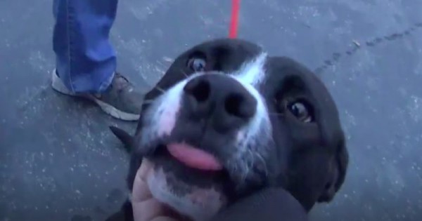 To σκυλάκι αυτό ήταν για ευθανασία, υιοθετήθηκε και επιτέλους λυτρώθηκε…(Βίντεο)