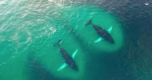 Drone κατέγραψε ένα κοπάδι από φάλαινες την ώρα που τρώνε με μανία! (Βίντεο)