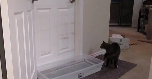 Επειδή ο γάτος τους άνοιγε συνέχεια τις πόρτες έβαλαν μπροστά μια λεκάνη με νερό. Το αποτέλεσμα; (Βίντεο)