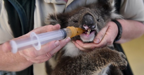 Φροντίδα σε κοάλα με εγκαύματα στην πυρόπληκτη Αυστραλία (Εικόνες)