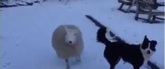Ένα πρόβατο που νομίζει ότι είναι σκύλος (Βίντεο)