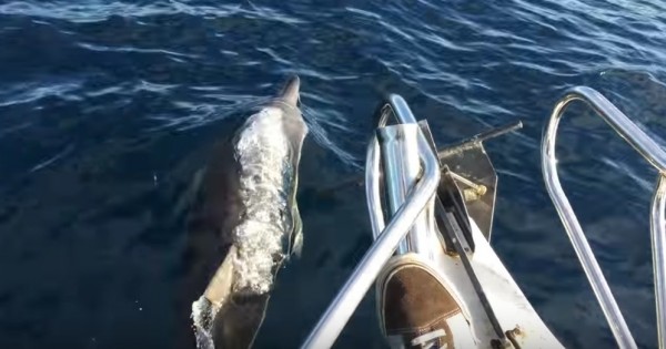 Ήλπιζαν να δουν ένα δελφίνι, όμως, αυτό που είδαν τελικά ξεπέρασε κάθε προσδοκία τους! (Βίντεο)