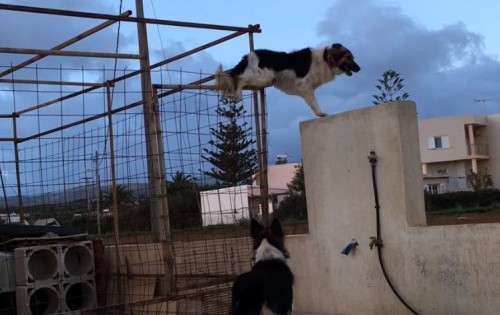 Σκύλος – κομάντο στην Κρήτη παραβιάζει με απίστευτο τρόπο το φράχτη για να παίξει με τη φίλη του! (Βίντεο)