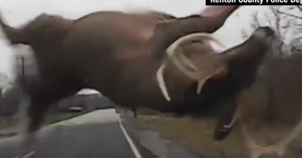 Ελάφι πέφτει με δύναμη στο παρμπρίζ περιπολικού (Βίντεο)