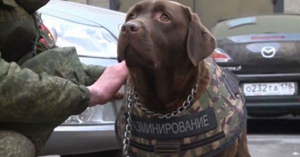 Στην Ρωσία έφτιαξαν αλεξίσφαιρα γιλέκα για αστυνομικούς σκύλους! (Βίντεο)
