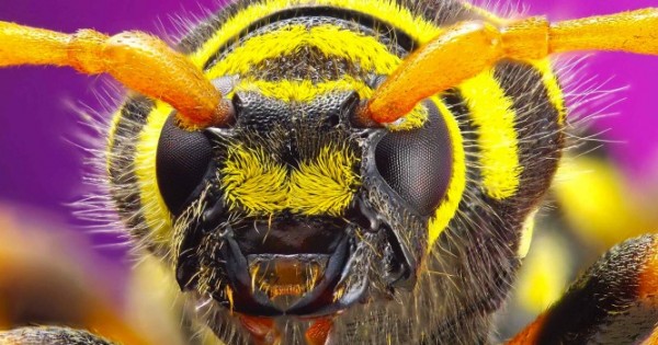 Δείτε τα 10 πιο επικίνδυνα έντομα στον κόσμο και προφυλαχθείτε! (ΒΙΝΤΕΟ)