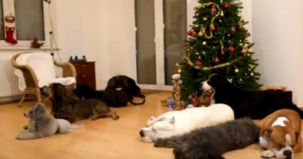 Αυτά τα σκυλιά περιμένουν να κλείσει η πόρτα και μετά… [βίντεο]