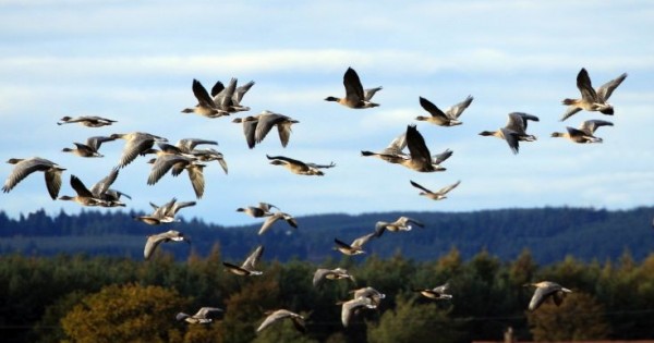 Κινδυνεύουν στα ταξίδια τους τα μεταναστευτικά πουλιά