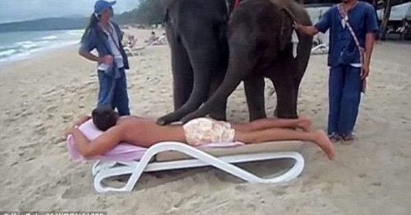 SOS φιλοζωικών για ελέφαντες που κάνουν μασάζ σε τουρίστες (Βίντεο)