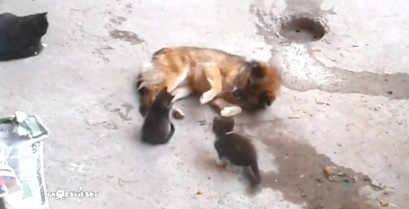 Η μαμά γάτα με τα μικρά της επισκέπτονται έναν παλιό φίλο (Βίντεο)