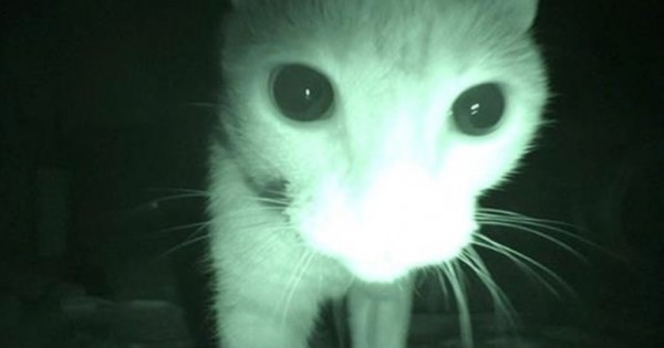 Αυτή είναι η μυστική ζωή της γάτας σας στις 3 το πρωί! (Βίντεο)
