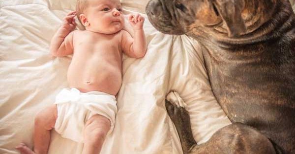Μοναδικές φωτογραφίες με μεγάλα σκυλιά να φροντίζουν μωράκια! (Εικόνες)