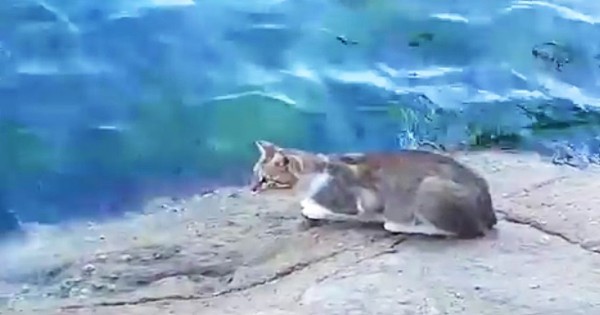 Αυτός ο γάτος πηγαίνει προς το νερό πολύ αργά. Τι κάνει μετά; Κάνει όλους να γελάσουν (Βίντεο)