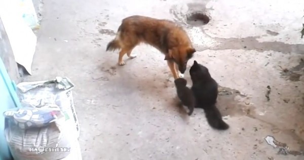 Δε θα πιστεύετε τι έκανε αυτός ο σκύλος όταν συνάντησε μερικά γατάκια (Βίντεο)