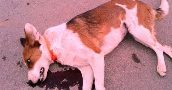 Σκότωσε επίτηδες με το αμάξι του τον σκύλο που καθόταν στο πεζοδρόμιο