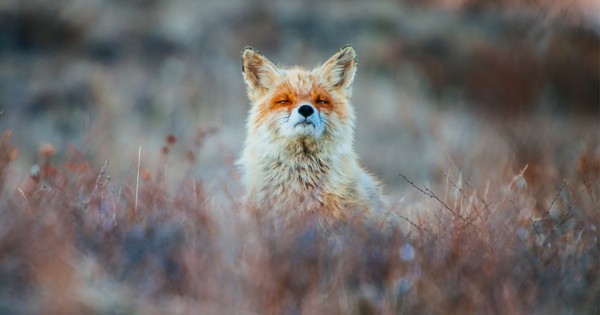 Ρώσος μεταλλωρύχος φωτογραφίζει αλεπούδες στα διαλείμματά του (Εικόνες)