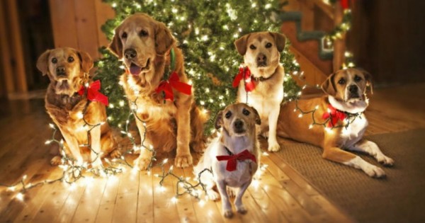 35 Περιπτώσεις Σκύλων που απλά… Λατρεύουν τα Χριστούγεννα! (Εικόνες)
