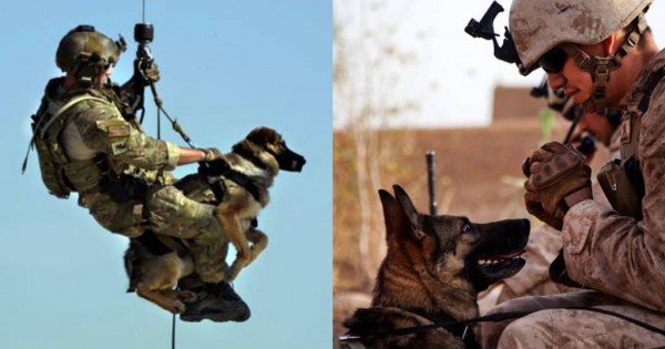 50 φωτογραφίες σκύλων που υπηρετούν στον Στρατό