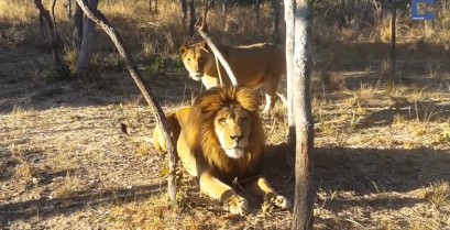 Η λέαινα τρομάζει το λιοντάρι (Βίντεο)