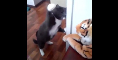 Η γάτα που μισεί τις τίγρεις (Βίντεο)