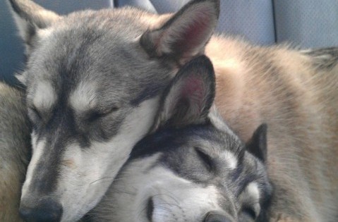 10 σκυλάκια που δίνουν στη λέξη εξάντληση την πιο γλυκιά έννοια! (Εικόνες)