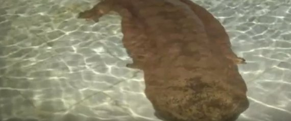 Το αμφίβιο πλάσμα που γεννήθηκε πριν από 200 χρόνια και ανακαλύφθηκε σε σπηλιά (Βίντεο)
