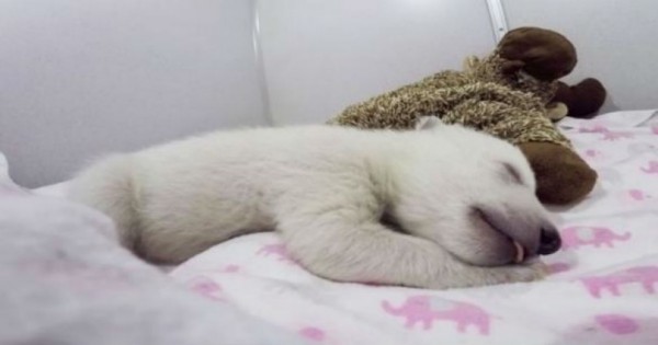 Αυτό το μικρό αρκουδάκι έβγαζε ένα περίεργο θόρυβο κατά την διάρκεια του ύπνου!Ακούστε! (Βίντεο)