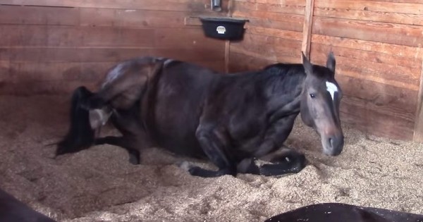 Θαυμάστε το άλογο που όταν κοιμάται… αερίζεται! (Βίντεο)