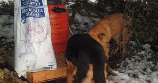 Ανέβηκαν στη χιονισμένη Πάρνηθα για να ταΐσουν τ’ αδέσποτα ζώα