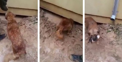Σκύλος σώζει κουτάβι από πνιγμό (Βίντεο)