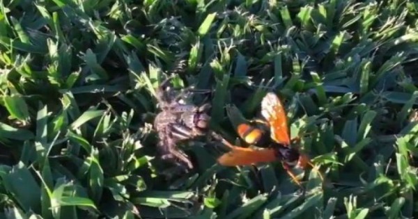 Η μάχη μέχρι θανάτου της γιγαντιαίας σφήκας με μία αράχνη (βίντεο)