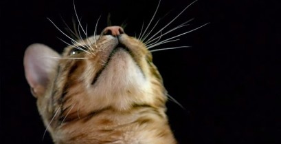 Πως οι γάτες χρησιμοποιούν τα μουστάκια τους (Βίντεο)