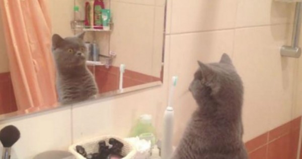 Αυτός ο πανέμορφος γάτος λατρεύει να θαυμάζει την αντανάκλασή του στον καθρέπτη! (Βίντεο)