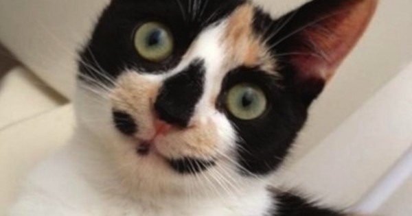 30 σπάνιες γάτες με πολύ ασυνήθιστα σημάδια. Ειδικά το 8 έχει μια πολύ διαφορετική ομορφιά! (Εικόνες)
