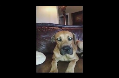 Όσο και να το έκρυβε στο στόμα του, το μυστικό αυτού του «ένοχου» σκύλου αποκαλύφθηκε! (Βίντεο)