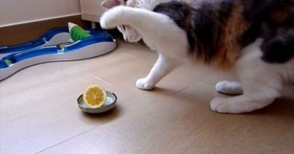ΑΠΟΛΑΥΣΤΙΚΟ ΘΕΑΜΑ: Γάτα τσακώνεται με λεμόνι! (Βίντεο)